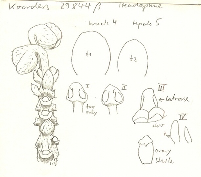 Vorschaubild Lindera subumbelliflora (Blume) Kosterm.